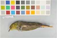 藏品(綠繡眼)的圖片